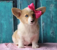 Daffodils, a female Pembroke Welsh Corgi for sale in Homer, GA – Photo 5 of 6