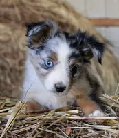 Snoogums, a male Miniature Australian Shepherd for sale in Homer, GA – 5 of 5