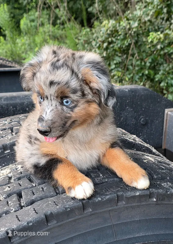 Blue4You – Miniature Australian Shepherd puppy for sale in Homer, GA