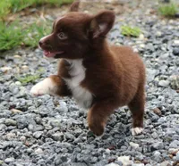 LilTeddyBear, a male Miniature American Shepherd for sale in Homer, GA – 5 of 7