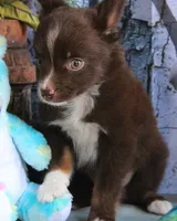 LilBittyRaspberry, a male Miniature Australian Shepherd for sale in Homer, GA – 3 of 8