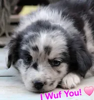 BlueBerries , a female Australian Shepherd for sale in Homer, GA – Photo 4 of 4