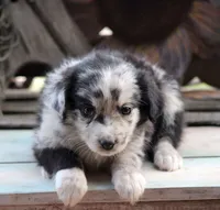 BlueBerries , a female Australian Shepherd for sale in Homer, GA – Photo 2 of 4