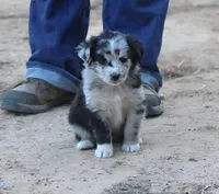 BlueBerries , a female Australian Shepherd for sale in Homer, GA – Photo 1 of 4