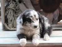 BlueBerries , a female Australian Shepherd for sale in Homer, GA – Photo 3 of 4