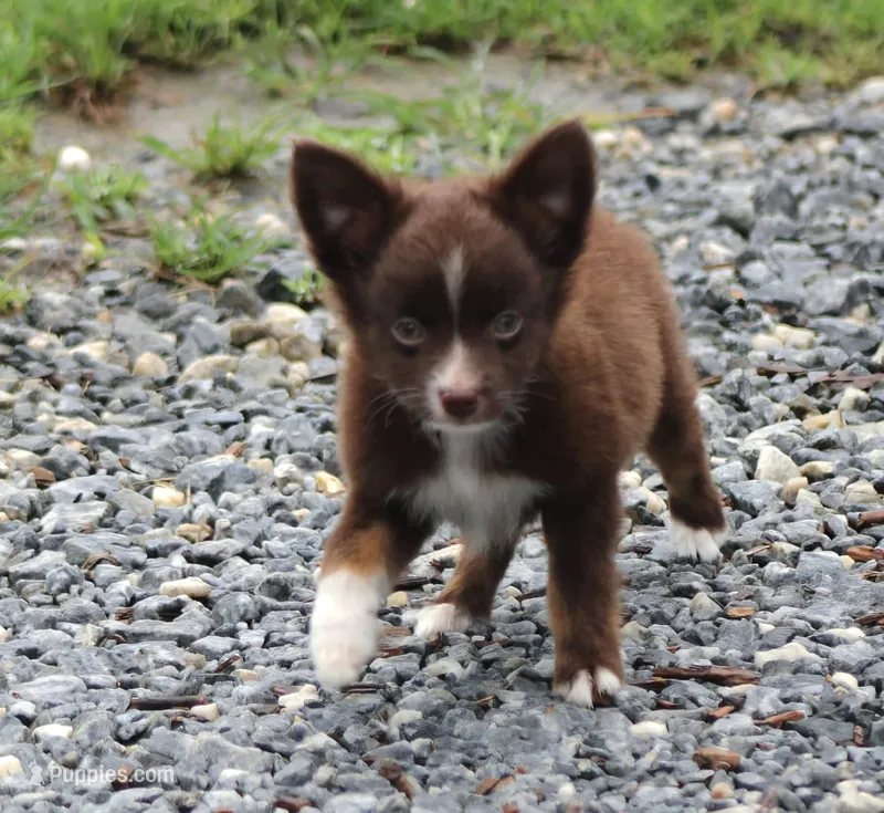 LilTeddyBear – Miniature American Shepherd puppy for sale in Homer, GA