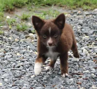LilTeddyBear, a male Miniature American Shepherd for sale in Homer, GA – 4 of 7