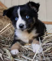 Pumpy-Umpy-Umkin, a male Miniature Australian Shepherd for sale in Homer, GA – 7 of 8