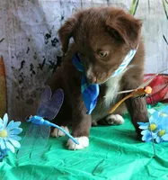 Mr. Personality+, a male Australian Shepherd for sale in Homer, GA – 7 of 8
