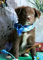 Mr. Personality+, a male Australian Shepherd for sale in Homer, GA – 6 of 8