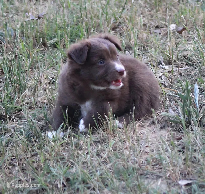 SweetPea – Australian Shepherd puppy for sale in Homer, GA