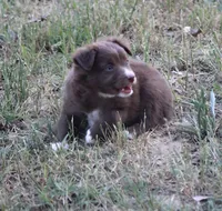 SweetPea, a male Australian Shepherd for sale in Homer, GA – Photo 1 of 6