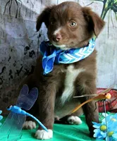 Mr. Personality+, a male Australian Shepherd for sale in Homer, GA – 5 of 8