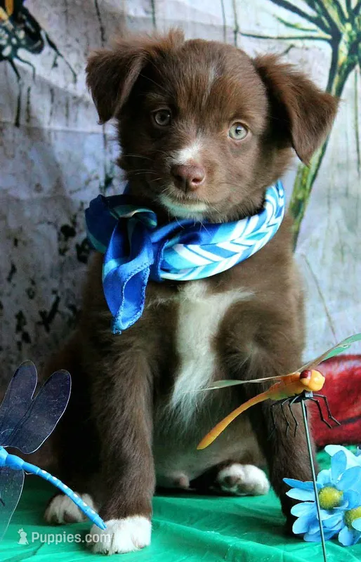 Mr. Personality+, a male Australian Shepherd for sale in Homer, GA – 1 of 8