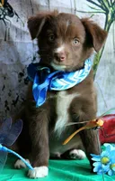Mr. Personality+, a male Australian Shepherd for sale in Homer, GA – 1 of 8