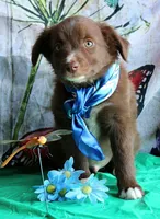 Mr. Personality+, a male Australian Shepherd for sale in Homer, GA – 8 of 8