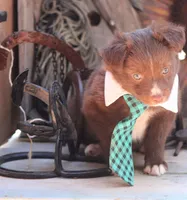 SweetPea, a male Australian Shepherd for sale in Homer, GA – Photo 6 of 6