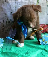 Mr. Personality+, a male Australian Shepherd for sale in Homer, GA – 3 of 8