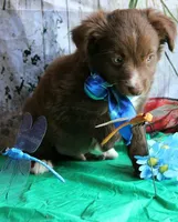Mr. Personality+, a male Australian Shepherd for sale in Homer, GA – 4 of 8