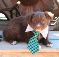 SweetPea, a male Australian Shepherd for sale in Homer, GA – Photo 3 of 6