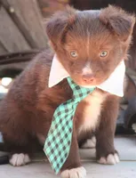 SweetPea, a male Australian Shepherd for sale in Homer, GA – Photo 2 of 6