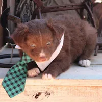 SweetPea, a male Australian Shepherd for sale in Homer, GA – Photo 4 of 6