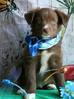Mr. Personality+, a male Australian Shepherd for sale in Homer, GA – 2 of 8