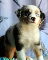 BlueBerries , a male Miniature Australian Shepherd for sale in Homer, GA – 5 of 5