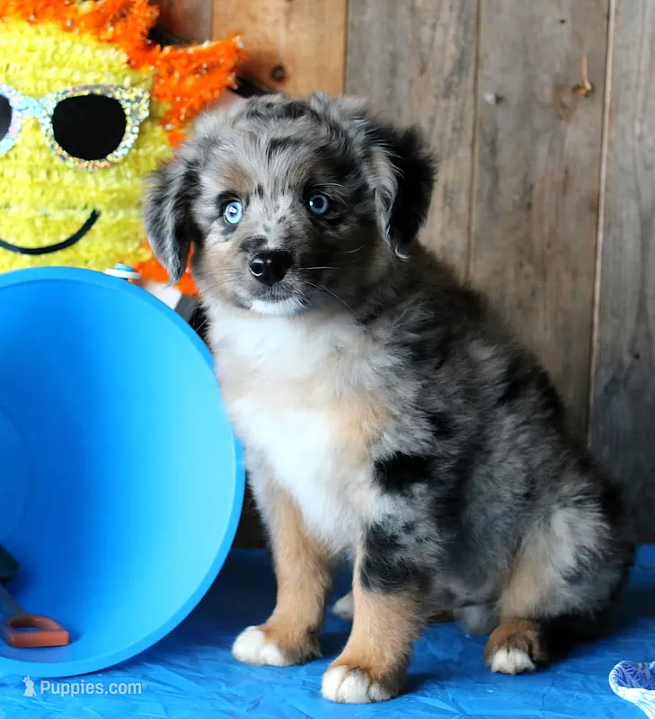 Blue4You – Miniature Australian Shepherd puppy for sale in Homer, GA