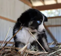 Pumpy-Umpy-Umkin, a male Miniature Australian Shepherd for sale in Homer, GA – 8 of 8