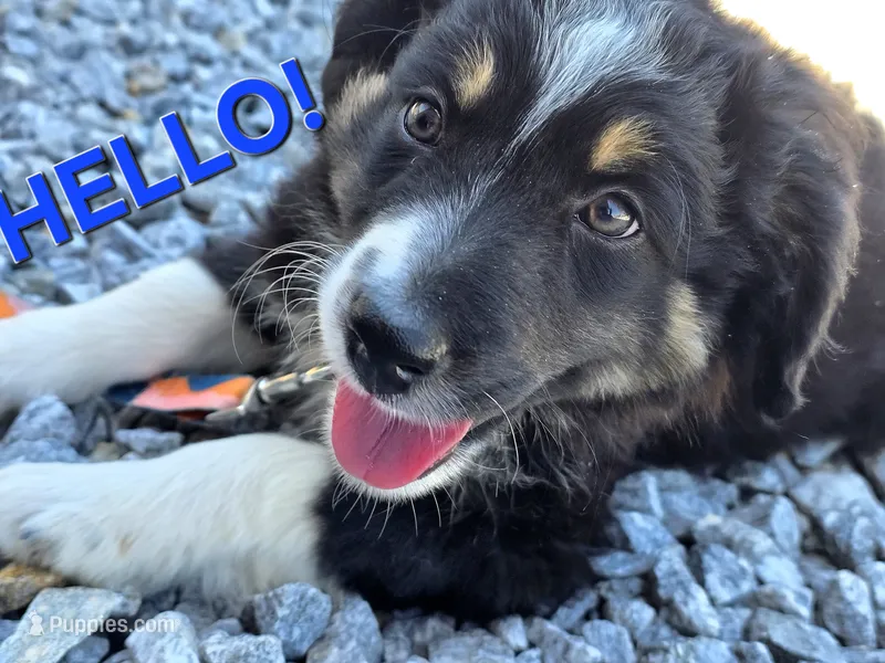 300 – Australian Shepherd puppy for sale in Homer, GA
