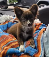 LilTeddyBear, a male Miniature Australian Shepherd for sale in Homer, GA – 5 of 5