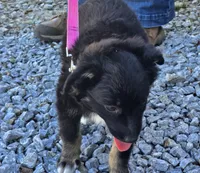 100, a female Australian Shepherd for sale in Homer, GA – 4 of 5