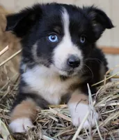 Pumpy-Umpy-Umkin, a male Miniature Australian Shepherd for sale in Homer, GA – 5 of 8