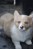 Your Blue Eyed Girl, a female Pembroke Welsh Corgi for sale in Homer, GA – Photo 2 of 2