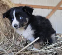 Pumpy-Umpy-Umkin, a male Miniature Australian Shepherd for sale in Homer, GA – 2 of 8