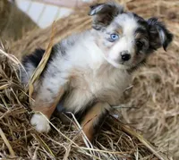 Snoogums, a male Miniature Australian Shepherd for sale in Homer, GA – 3 of 5
