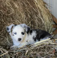 HoneyBunch, a female Miniature Australian Shepherd for sale in Homer, GA – 3 of 6
