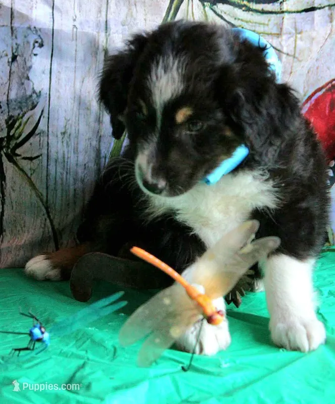 HandSomeBoy – Australian Shepherd puppy for sale in Homer, GA