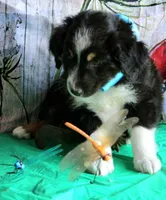 HandSomeBoy, a male Australian Shepherd for sale in Homer, GA – 4 of 4
