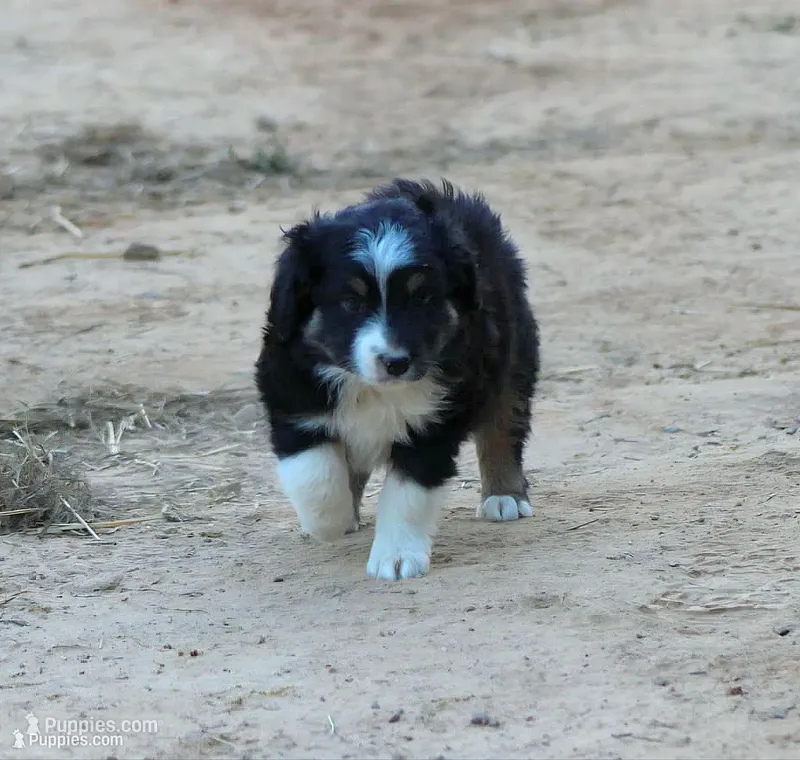 HandSome – Australian Shepherd puppy for sale in Homer, GA