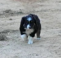 HandSome, a male Australian Shepherd for sale in Homer, GA – Photo 2 of 2