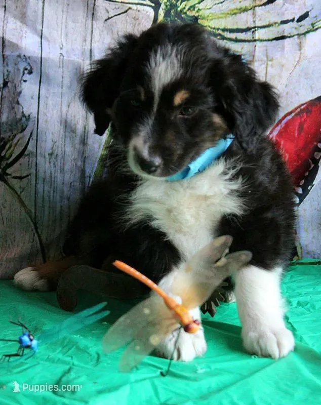 HandSomeBoy – Australian Shepherd puppy for sale in Homer, GA