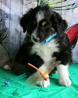 HandSomeBoy, a male Australian Shepherd for sale in Homer, GA – 2 of 4