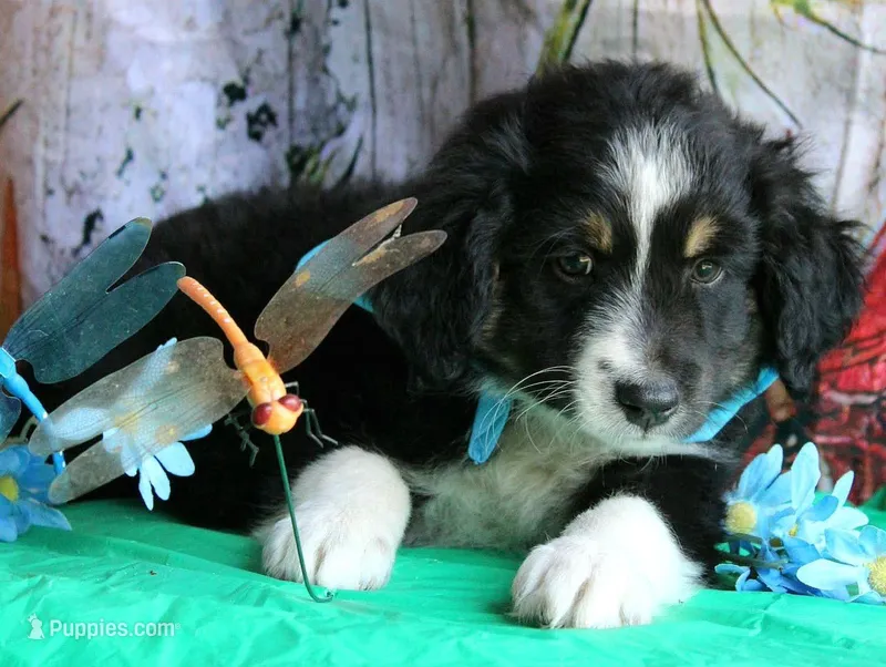 HandSomeBoy, a male Australian Shepherd for sale in Homer, GA – 1 of 4