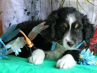 HandSomeBoy, a male Australian Shepherd for sale in Homer, GA – 1 of 4