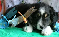 HandSomeBoy, a male Australian Shepherd for sale in Homer, GA – 3 of 4