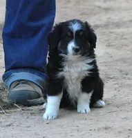 HandSome, a male Australian Shepherd for sale in Homer, GA – Photo 1 of 2