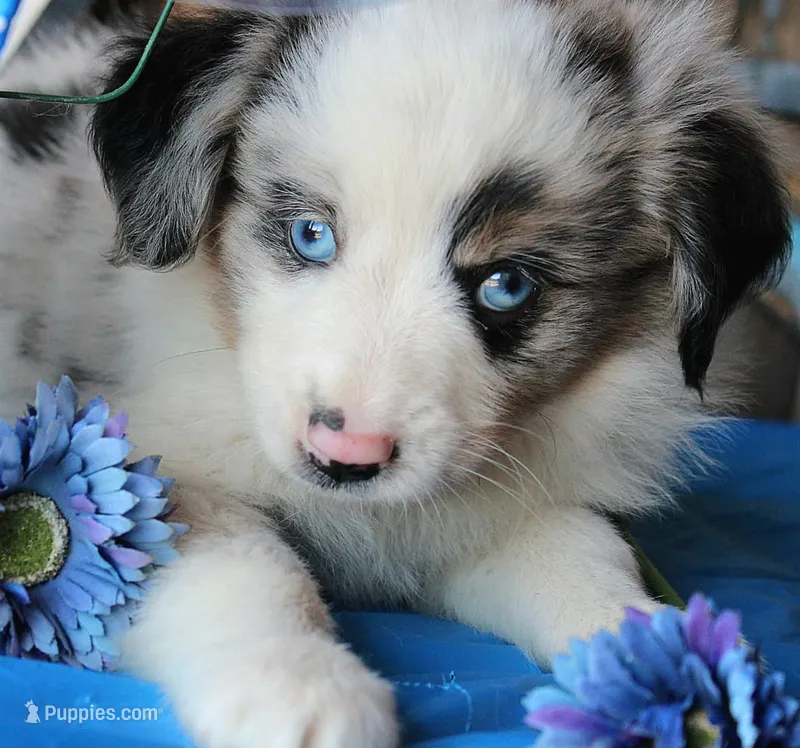 BlueBerryDapples – Australian Shepherd puppy for sale in Homer, GA