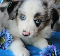 BlueBerryDapples, a male Australian Shepherd for sale in Homer, GA – 3 of 3